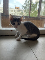 Собаки и кошки в добрые руки