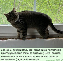 Собаки и кошки в добрые руки