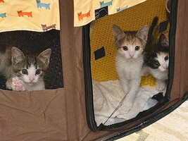 Собаки и кошки в добрые руки