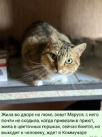 Собаки и кошки в добрые руки