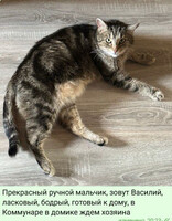 Собаки и кошки в добрые руки