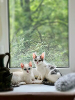 Собаки и кошки в добрые руки