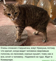 Собаки и кошки в добрые руки