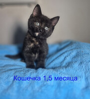 Собаки и кошки в добрые руки