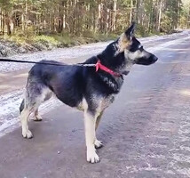 Собаки и кошки в добрые руки