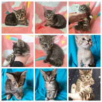 Собаки и кошки в добрые руки