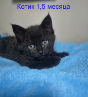 Собаки и кошки в добрые руки