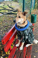 Собаки и кошки в добрые руки