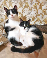Собаки и кошки в добрые руки