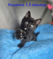 Собаки и кошки в добрые руки