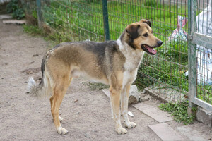 Собаки и кошки в добрые руки