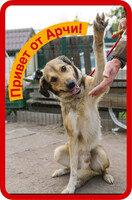 Собаки и кошки в добрые руки