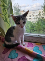 Собаки и кошки в добрые руки