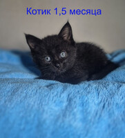 Собаки и кошки в добрые руки