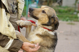 Собаки и кошки в добрые руки