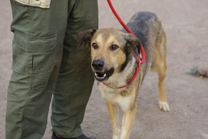 Собаки и кошки в добрые руки
