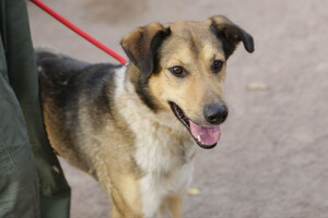 Собаки и кошки в добрые руки