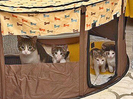 Собаки и кошки в добрые руки