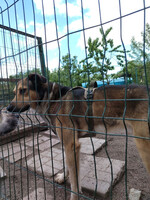 Собаки и кошки в добрые руки