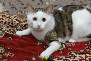 Собаки и кошки в добрые руки