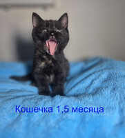 Собаки и кошки в добрые руки