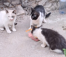 Собаки и кошки в добрые руки