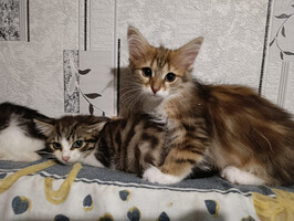 Собаки и кошки в добрые руки
