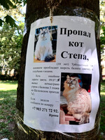 Собаки и кошки в добрые руки