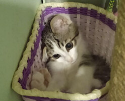 Собаки и кошки в добрые руки