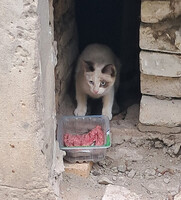 Собаки и кошки в добрые руки