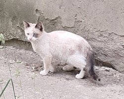 Собаки и кошки в добрые руки