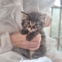 Собаки и кошки в добрые руки