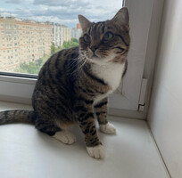 Собаки и кошки в добрые руки