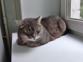 Собаки и кошки в добрые руки