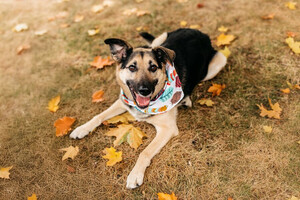 Собаки и кошки в добрые руки