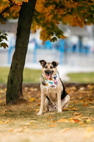 Собаки и кошки в добрые руки