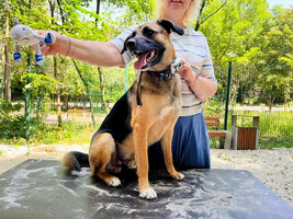 Собаки и кошки в добрые руки
