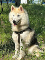 Собаки и кошки в добрые руки