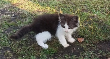 Собаки и кошки в добрые руки