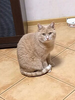 Собаки и кошки в добрые руки