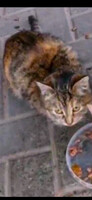 Собаки и кошки в добрые руки