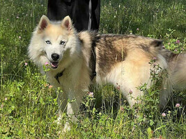 Собаки и кошки в добрые руки