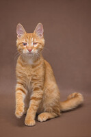 Собаки и кошки в добрые руки