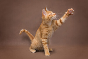 Собаки и кошки в добрые руки