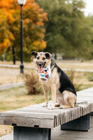 Собаки и кошки в добрые руки