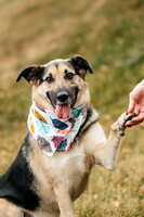 Собаки и кошки в добрые руки