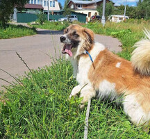 Собаки и кошки в добрые руки