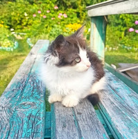 Собаки и кошки в добрые руки