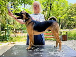 Собаки и кошки в добрые руки