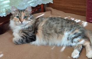 Собаки и кошки в добрые руки